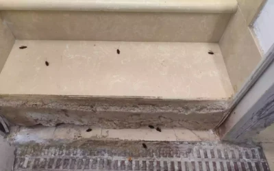 Alarma vecinal en Illescas y en el Señorío de Illescas por las plagas de cucarachas y roedores