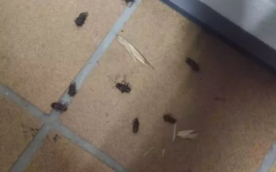 Vecinos de Illescas y el Señorío no creen cierta la nota de prensa del Ayto. sobre las «cucas» (hay video)